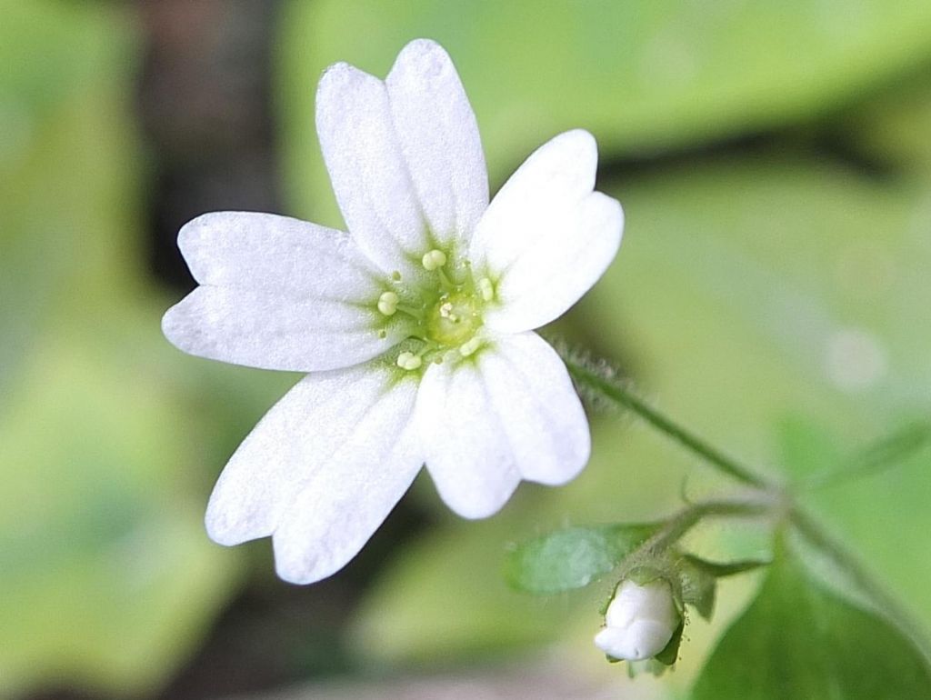 Saxifraga berica / Sassifraga dei Colli Berici